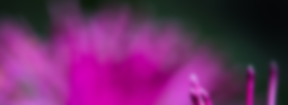 flower-blur